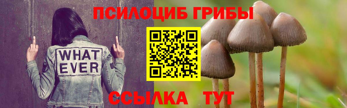 Псилоцибиновые грибы Psilocybine cubensis Вичуга